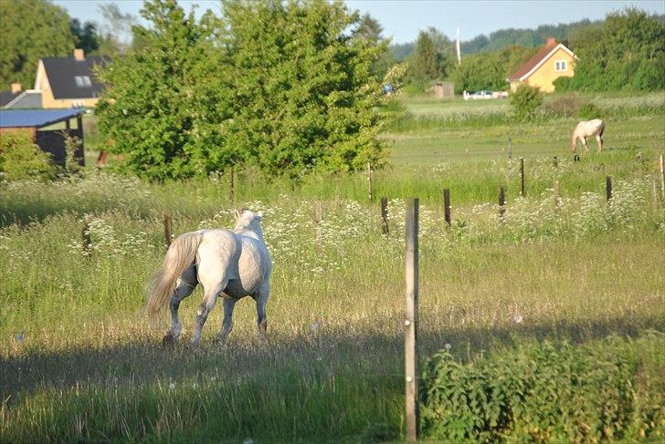 Anden særlig race Vilstrands Luffe billede 9