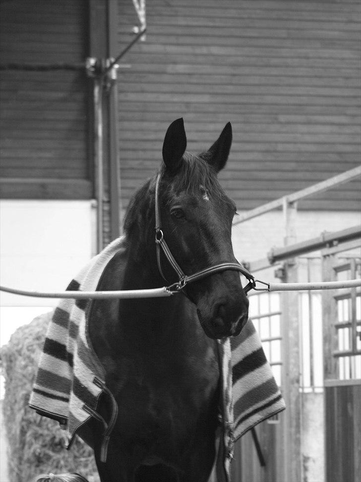 Oldenborg Lukas billede 2