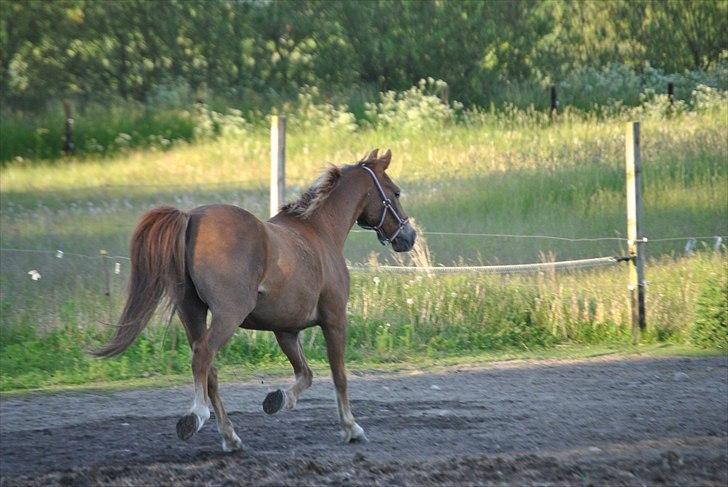 Anden særlig race Oliver - Prinsen tidl. pony billede 4