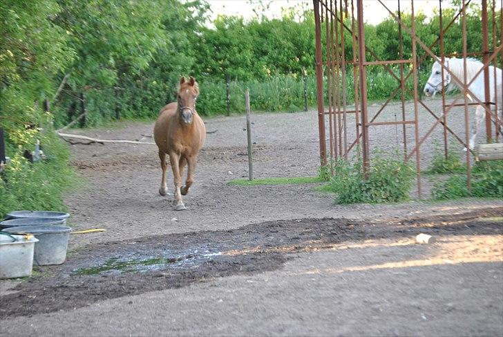 Anden særlig race Oliver - Prinsen tidl. pony billede 3