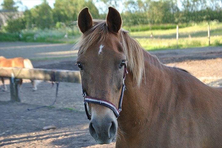 Anden særlig race Oliver - Prinsen tidl. pony billede 7