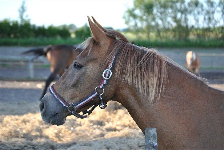 Anden særlig race Oliver - Prinsen tidl. pony billede 1