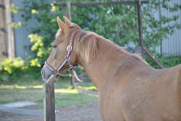 Anden særlig race Oliver - Prinsen tidl. pony billede 6