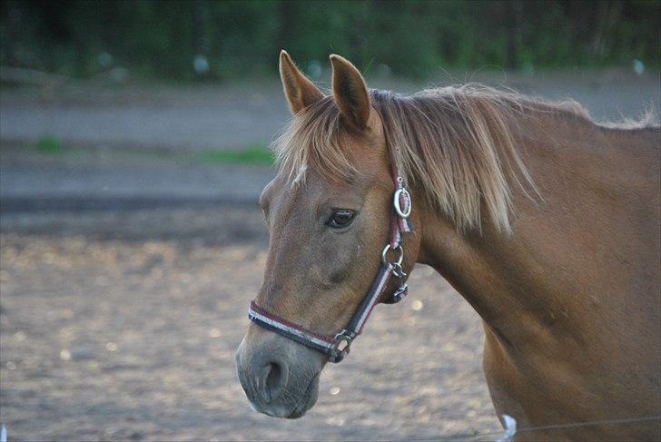 Anden særlig race Oliver - Prinsen tidl. pony billede 5
