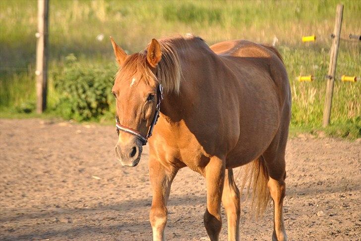 Anden særlig race Oliver - Prinsen tidl. pony billede 2
