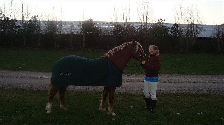 Welsh Cob (sec D) Valhallas Zamba billede 20