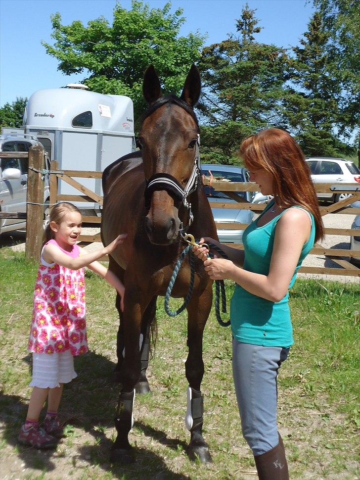 Traver Miss Williams - "Det er slet ikke til at tro, at hun er min hest..." billede 3