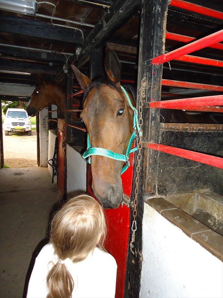 Traver Miss Williams - Miss og Maya kysser.  billede 9