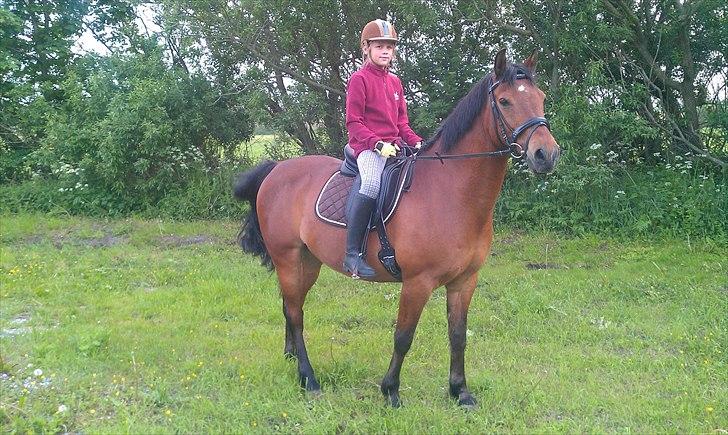 Welsh Cob (sec D) Hatting Aron - Vores første ridetur, på egen bane i hans nye hjem. billede 1