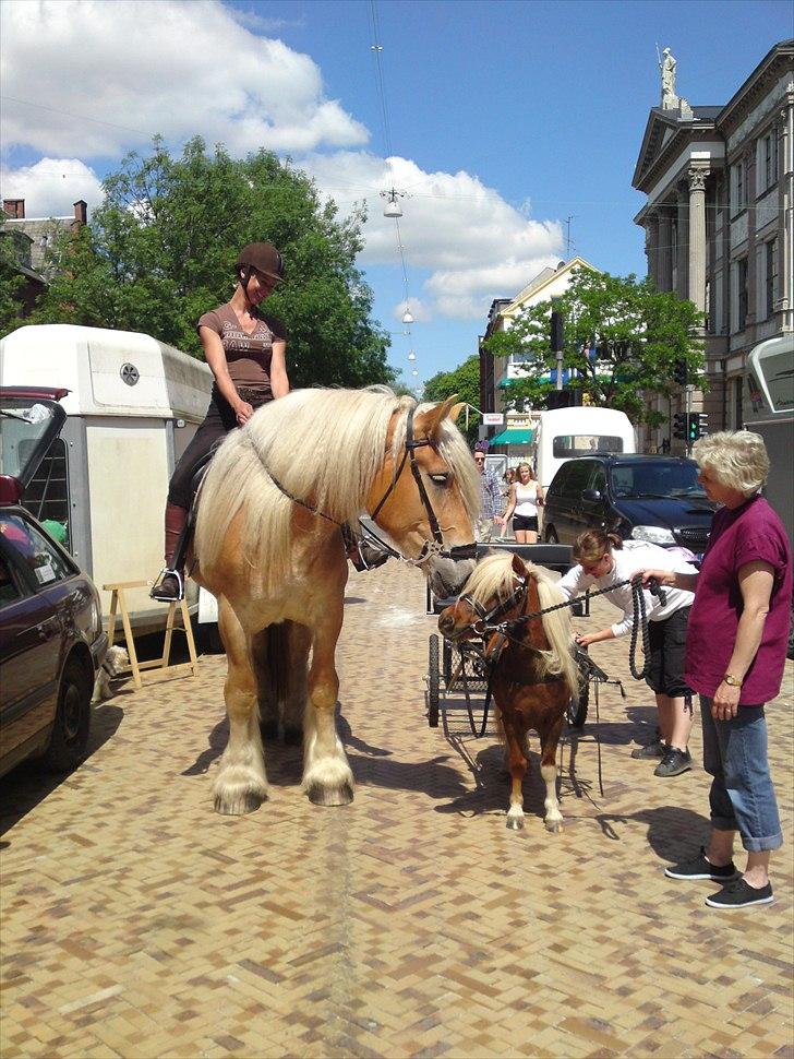 Belgier Dolly (Iris van Parkzicht Nyt hjem ;( - Oense gågade 2011 juni billede 14