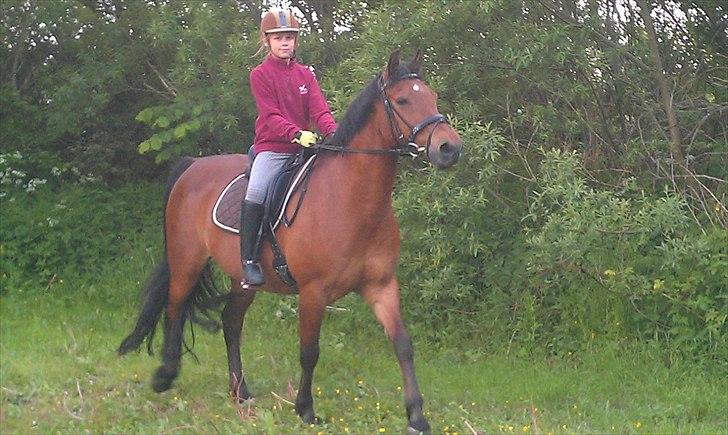 Welsh Cob (sec D) Hatting Aron billede 2
