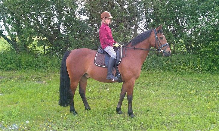 Welsh Cob (sec D) Hatting Aron billede 3