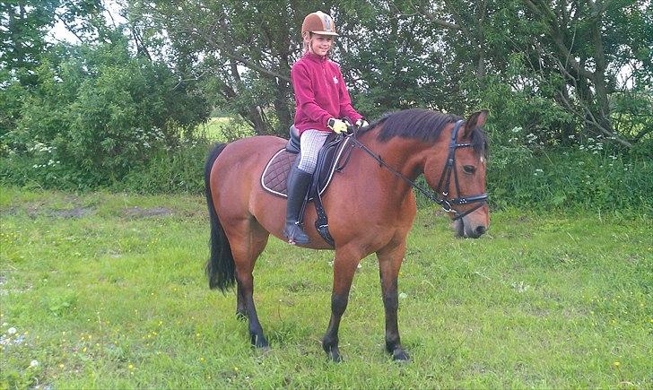 Welsh Cob (sec D) Hatting Aron billede 4