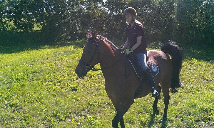 Welsh Cob (sec D) Hatting Aron - Jeg er vist dybt koncentreret billede 5