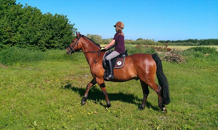 Welsh Cob (sec D) Hatting Aron billede 6