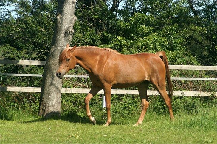 Arabisk fuldblod (OX) WML Jeenah Al Hawah - Jeenah på en skøn solskinsdag 3.juni 2011 - 4 år billede 17