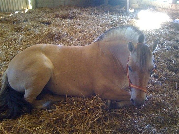 Fjordhest Karla billede 12