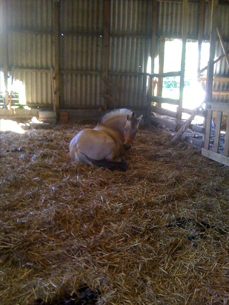 Fjordhest Karla - Åhh!!! Da hun var halt og ikke kunne gå! :( <3 billede 13