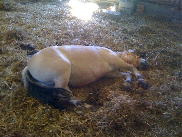 Fjordhest Karla - Hun sover i varmen! <3 :) billede 14