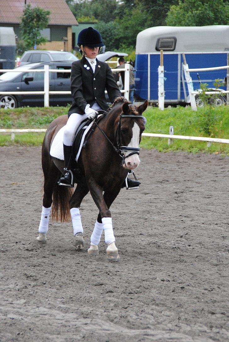 Welsh Cob (sec D) VesterVangs Djanco RIP - velkmmen til vestervangs dejlige djanco´profil <33 billede 1