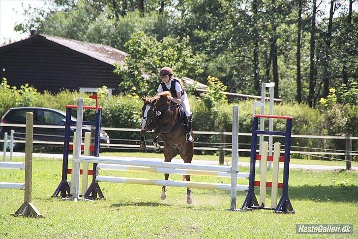 Welsh Pony (sec B) Welsh Glories van Mikkel - NYT: LB i Bylderup-Bov billede 18