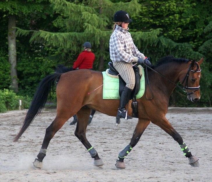 Dansk Varmblod Leuth Of Atlantic - Leuth til undervisning maj 2011 foto: Kristine Ulsø Olsen:) billede 5