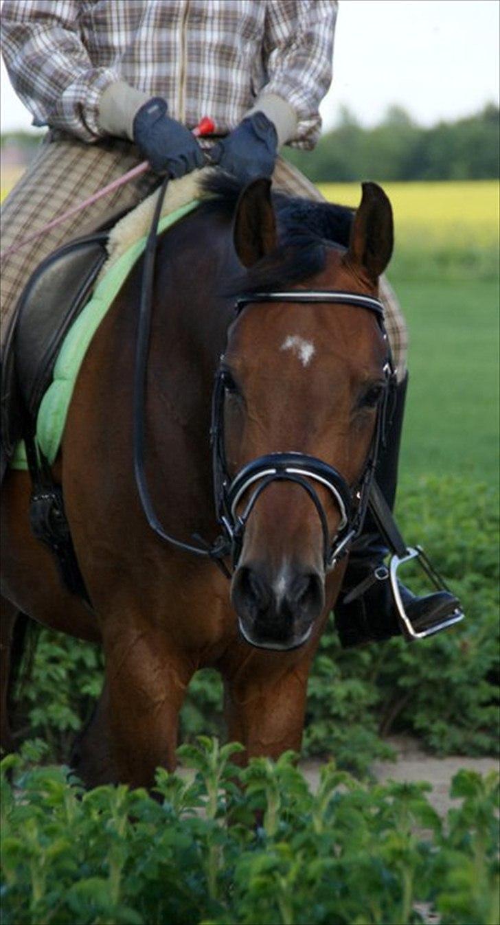 Dansk Varmblod Leuth Of Atlantic - Søde Leuth til undervisning :) Foto: Kristine Ulsø Olsen billede 6