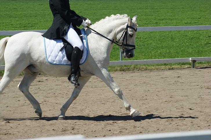 Anden særlig race Thestrupgaardens Kashmir Rex - Klubmester pony dressur 2011 med Katja som rytter :) la1 eller la2 :) foto: mig :) billede 5