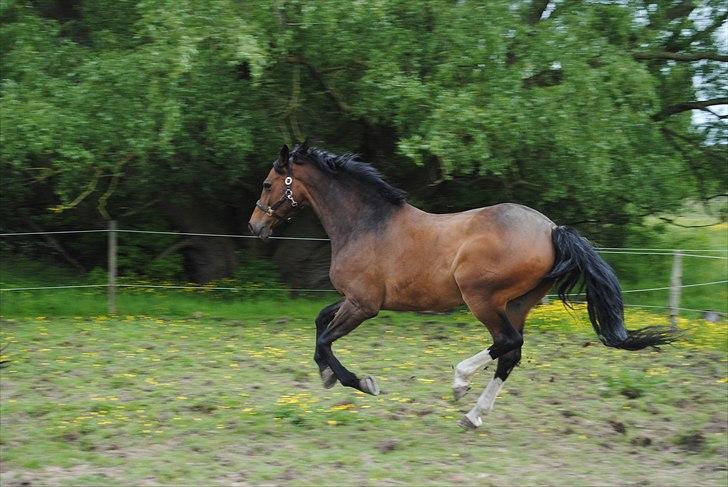 Dansk Varmblod Grønskovlunds Casmir billede 1