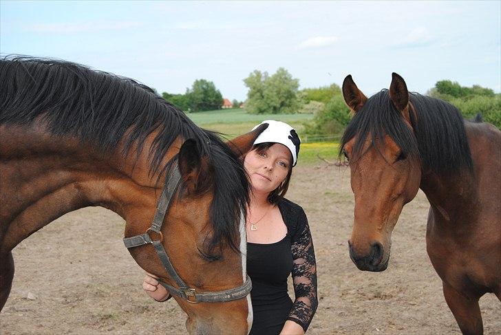 Dansk Varmblod Grønskovlunds Casmir billede 2