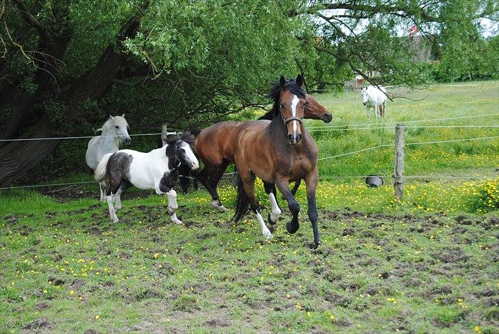 Dansk Varmblod Grønskovlunds Casmir billede 3