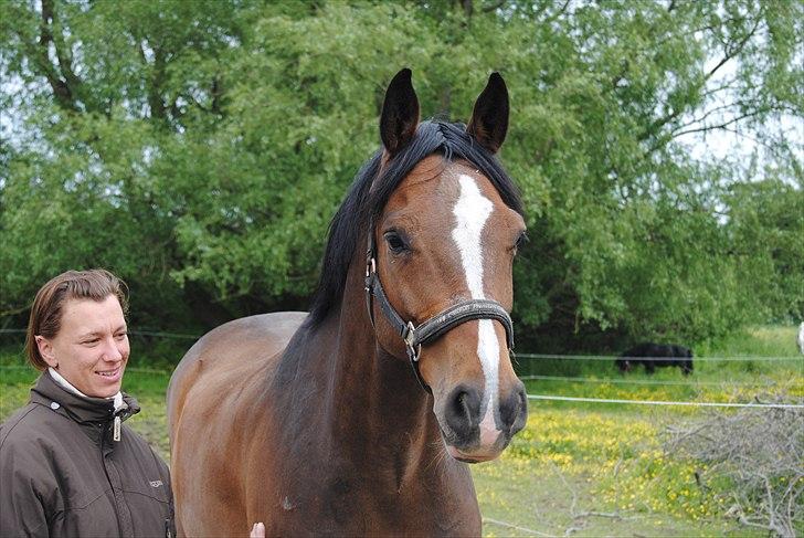 Dansk Varmblod Grønskovlunds Casmir billede 4