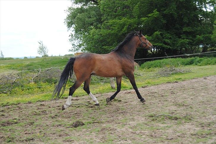 Dansk Varmblod Grønskovlunds Casmir billede 5