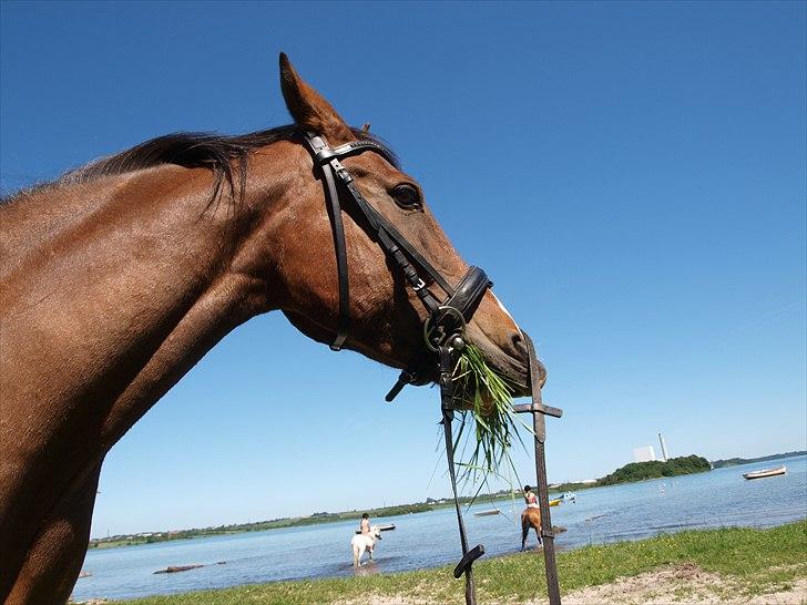 DSP Golden Cala - Cala ved Elvighøj i juni 2011 billede 14