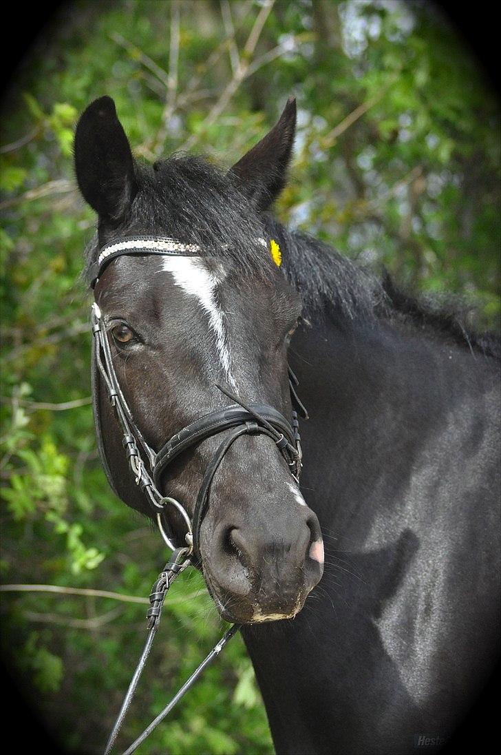 Oldenborg Schooting Star | DRØMMEHESTEN | R.I.P ):<3 - 15 : Fotograf : Michelle Petersen billede 19