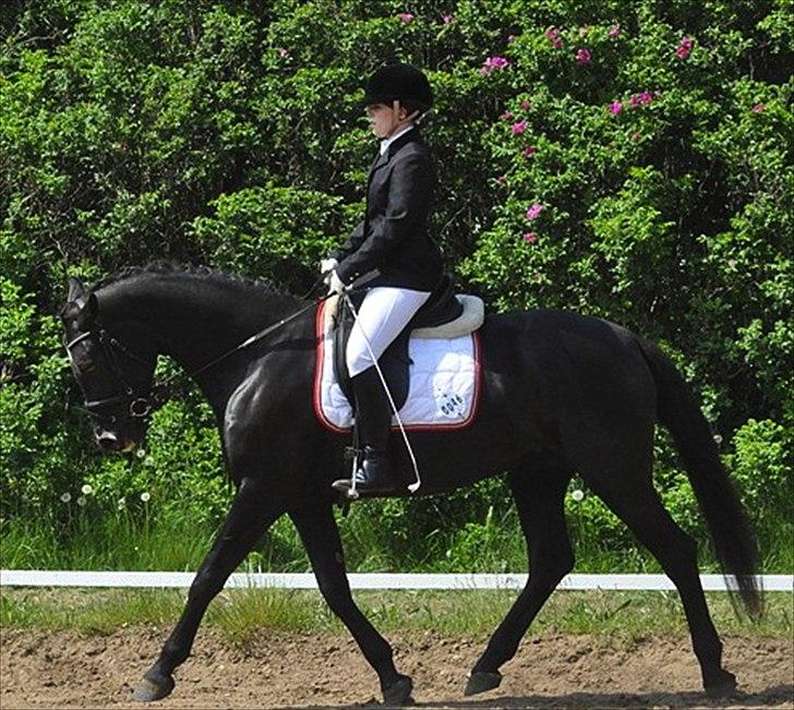 Oldenborg Schooting Star | DRØMMEHESTEN | R.I.P ):<3 - 11: Stævne i Spjald rideklub Fotograf : Heidi Jensen  billede 18