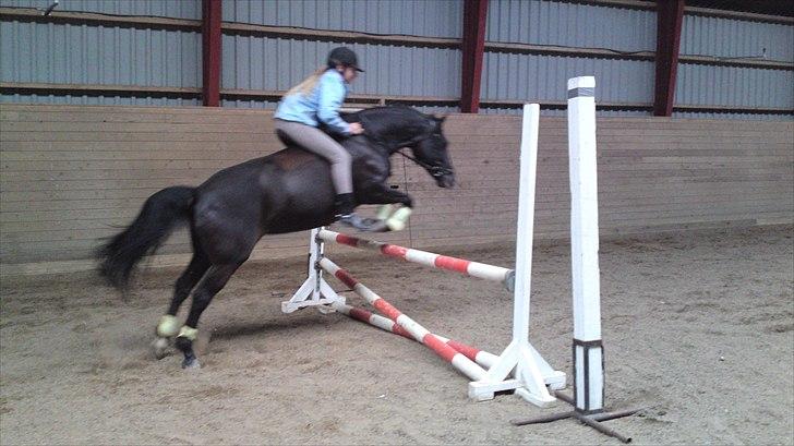 New Forest Princess Beauty - SÅ dygtig :D <33 billede 9