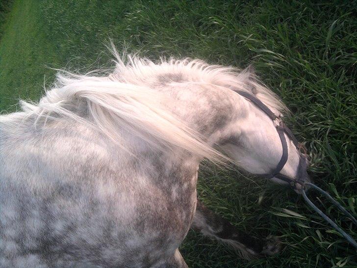 Anden særlig race felix<3<3  gml. pony:( - love<3 :* billede 4