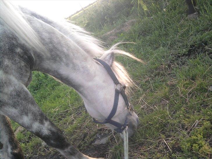 Anden særlig race felix<3<3  gml. pony:( billede 5