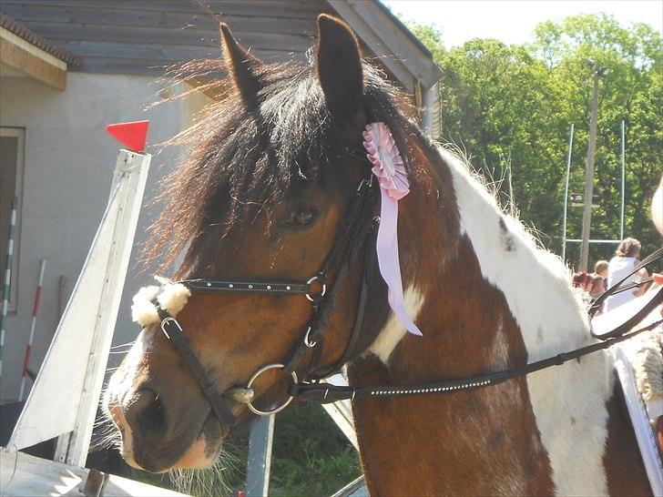 Irish Cob Dancer *Min pige<3* - min prinsesse pige<3foto: Mor billede 17