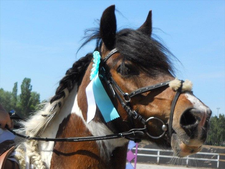 Irish Cob Dancer *Min pige<3* - første springstævne<3 Foto: Mor billede 18