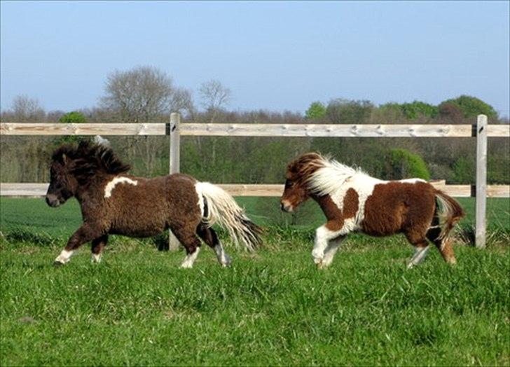 Shetlænder Obelix billede 4