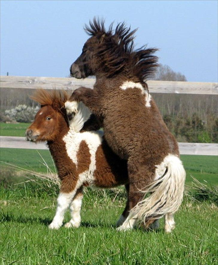 Shetlænder Obelix billede 5