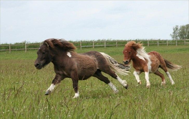 Shetlænder Obelix billede 6