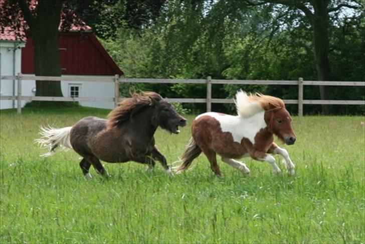 Shetlænder Obelix billede 7