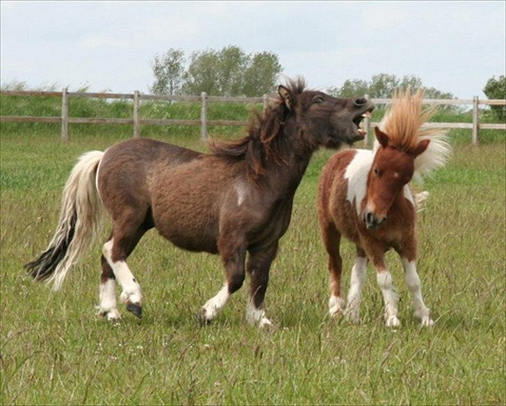 Shetlænder Obelix billede 8