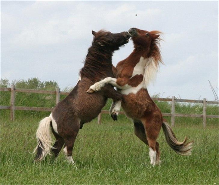 Shetlænder Obelix billede 9