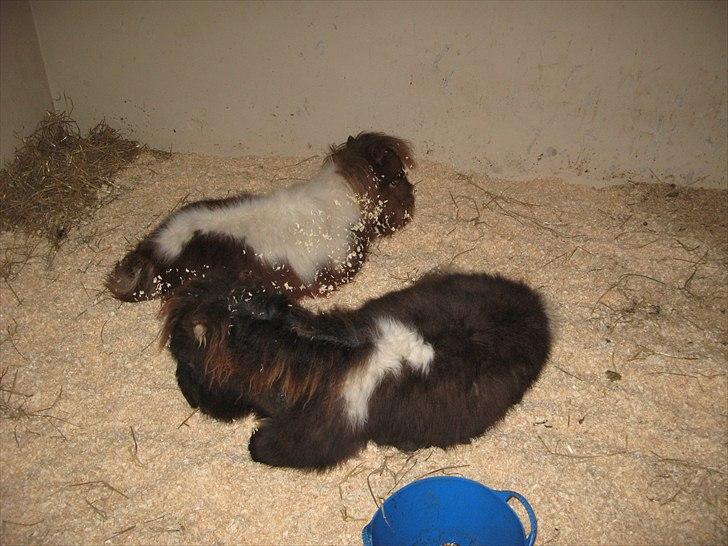 Shetlænder Obelix billede 10