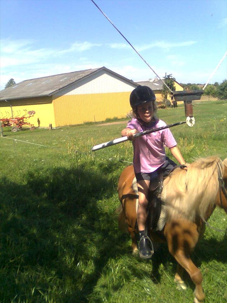 Shetlænder buster billede 3