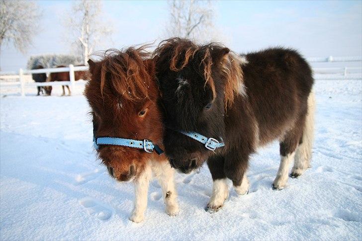 Shetlænder Obelix - efter et par dage. trætte og udsultede. pelsen skjuler hvor tynde de i virkeligheden var.  billede 11